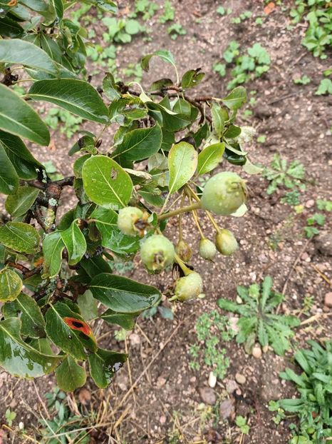 Img.2023.10.14 - A doua grădină