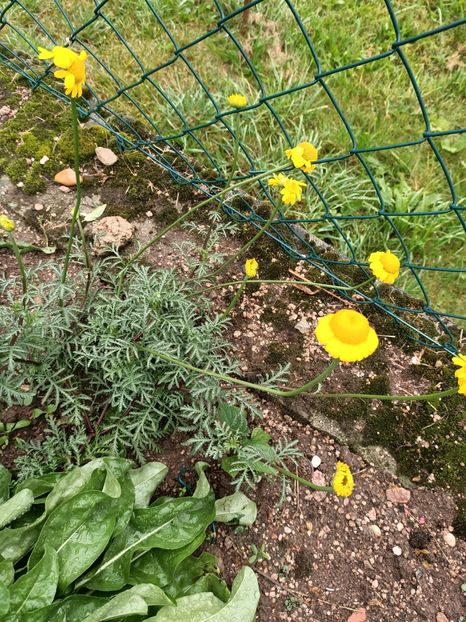 Img.2023.10.14 - A doua grădină