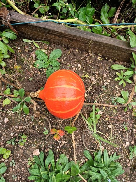 Img.2023.10.14 - A doua grădină