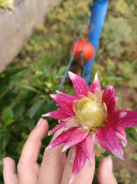 Img.2023.10.14 - A doua grădină