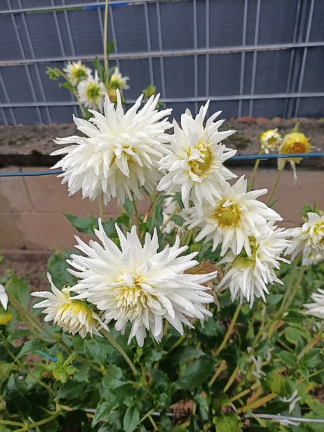 Img.2023.10.14 - A doua grădină