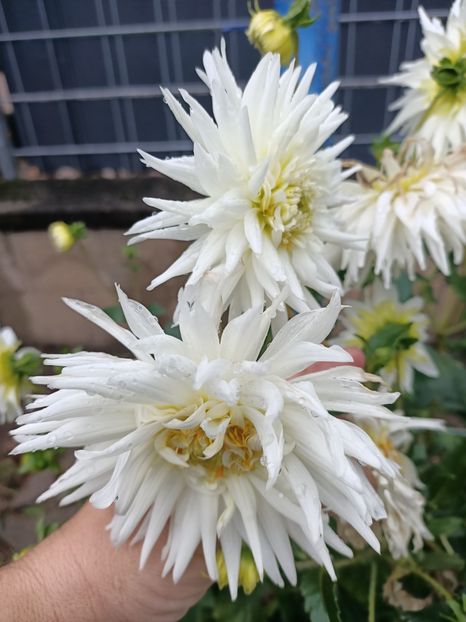 Img.2023.10.14 - A doua grădină