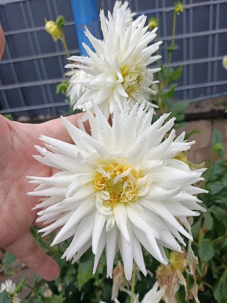 Img.2023.10.14 - A doua grădină