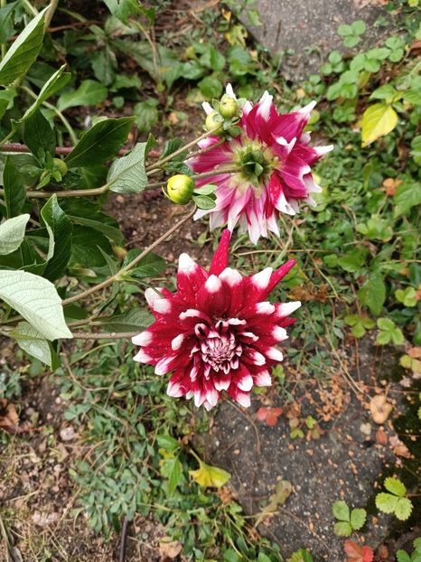 Img.2023.10.14 - A doua grădină