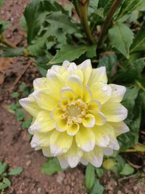 Img.2023.10.14 - A doua grădină