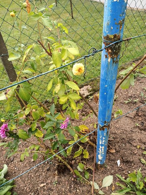 Img.2023.10.14 - A doua grădină