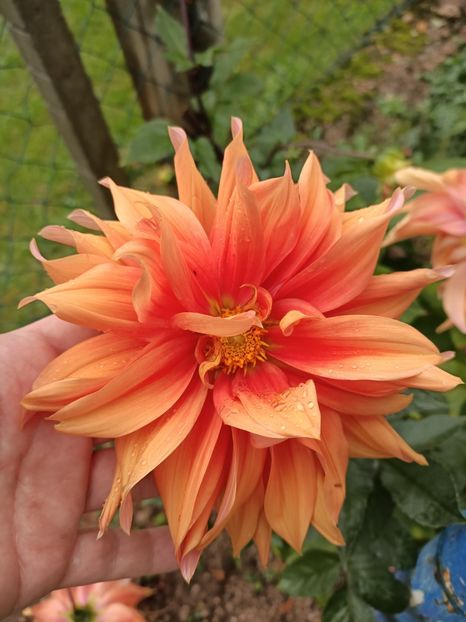 Img.2023.10.14 - A doua grădină