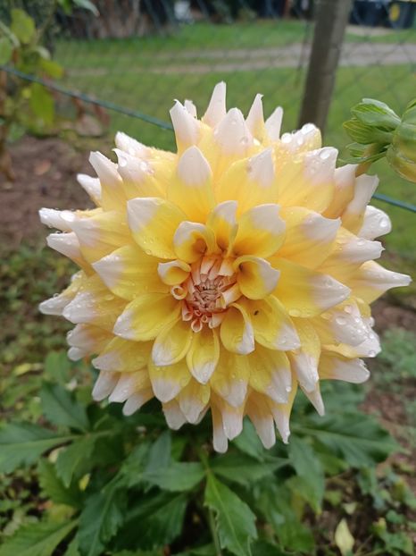 Img.2023.10.14 - A doua grădină