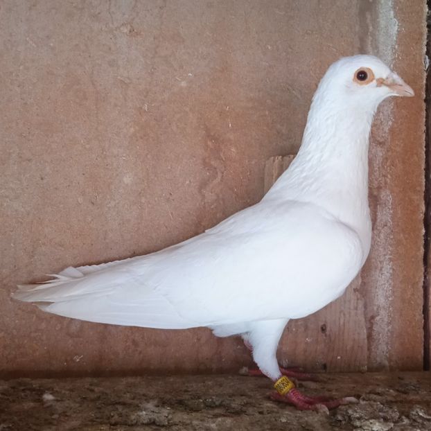 Mascul 2019 - Porumbei vanduti