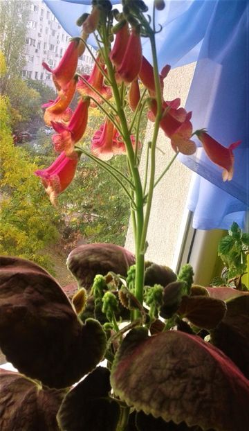  - 000018 ACHIMENES