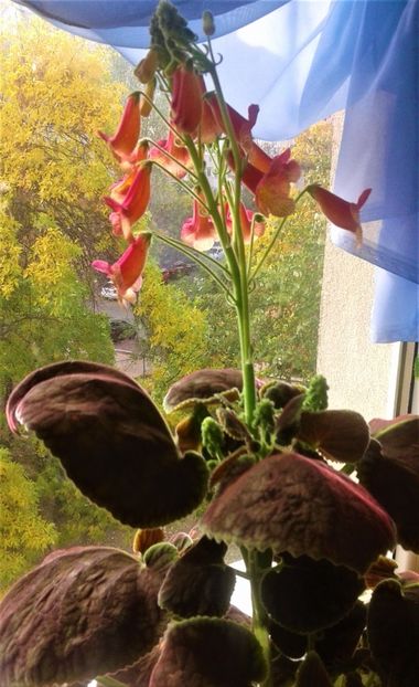 - 000018 ACHIMENES