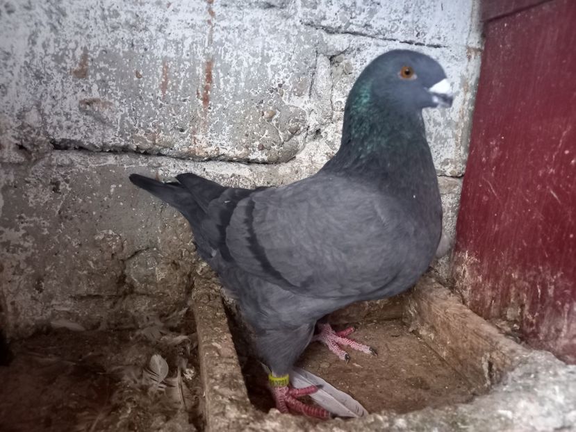 Mascul 2023 - AMERICAN GIANT HOMER MASCULI MATCĂ