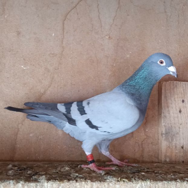 Mascul 22-171....-15 lei - Porumbei vanduti