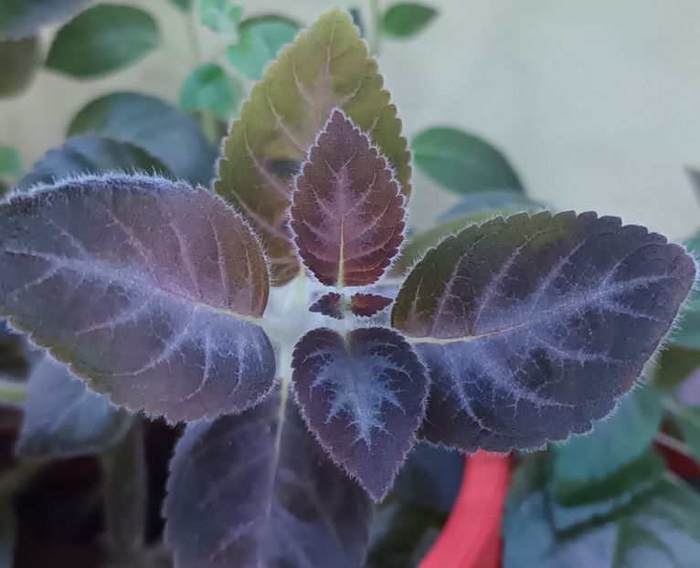 Din familia Gesneriaceae, dar ce gen de planta este? - Joc şi joacă