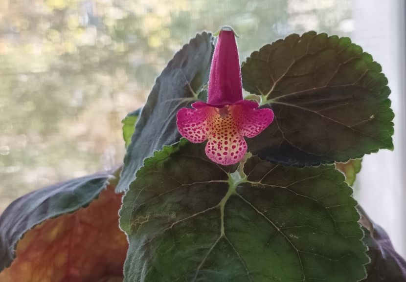 Smithiantha Sunrise Thunder - Printre Gesneriaceae