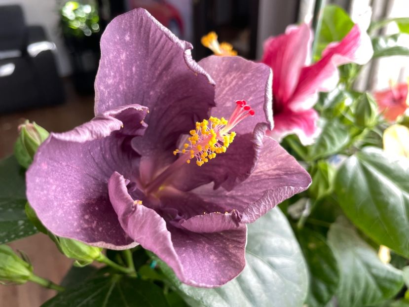  - DPs Purple Drops