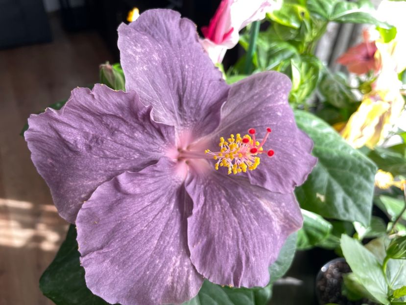  - DPs Purple Drops