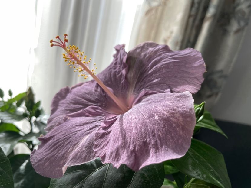  - DPs Purple Drops