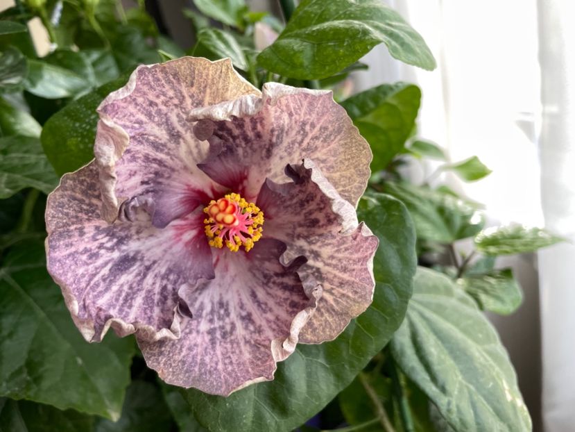  - 001 - Hibiscusi 2023