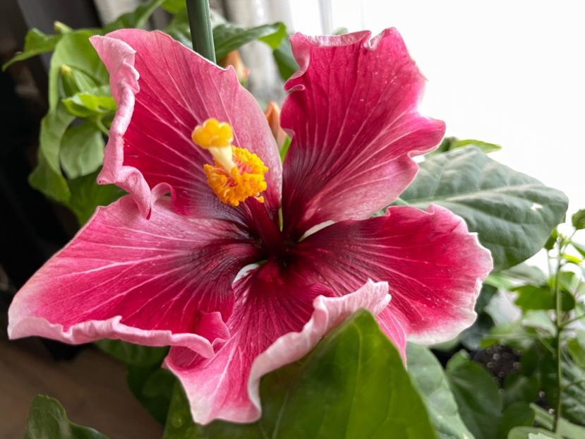  - 001 - Hibiscusi 2023