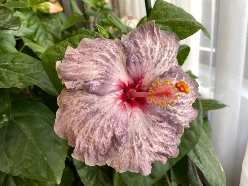  - 001 - Hibiscusi 2023