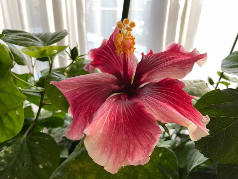  - 001 - Hibiscusi 2023