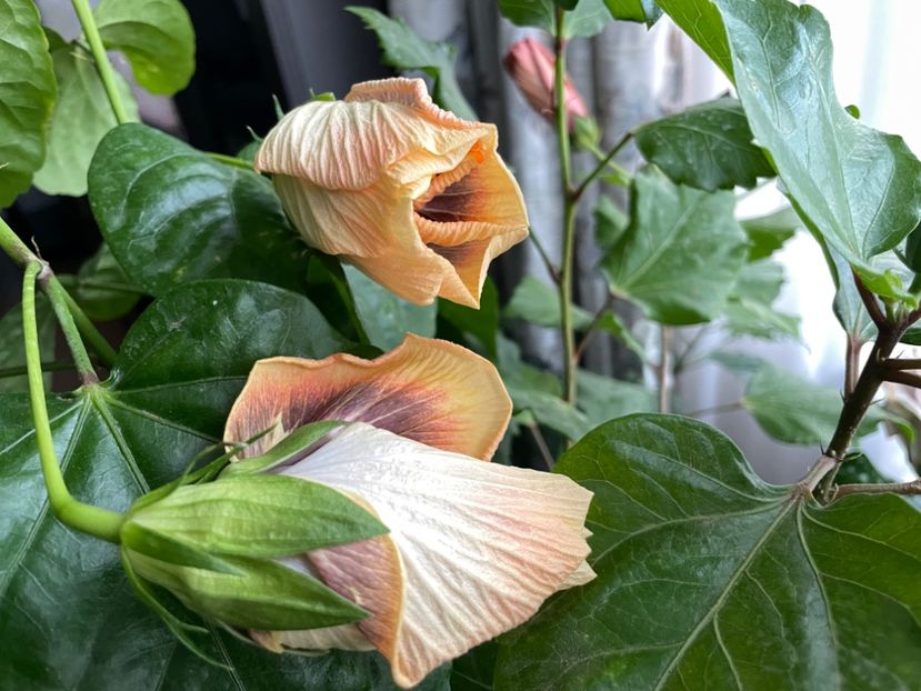  - 001 - Hibiscusi 2023