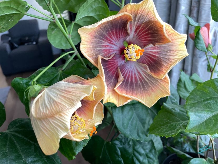  - 001 - Hibiscusi 2023