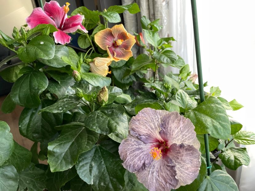  - 001 - Hibiscusi 2023