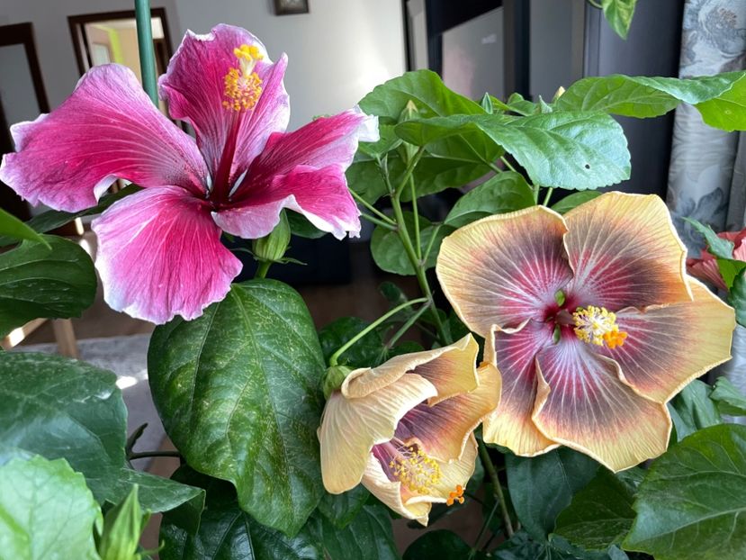  - 001 - Hibiscusi 2023