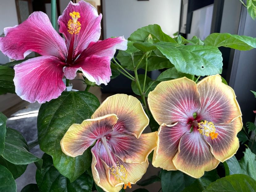  - 001 - Hibiscusi 2023