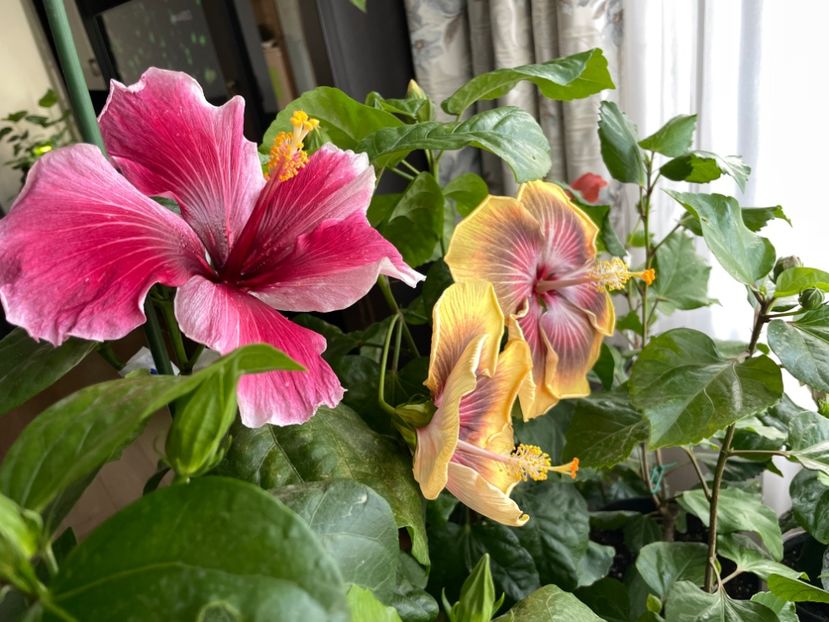  - 001 - Hibiscusi 2023