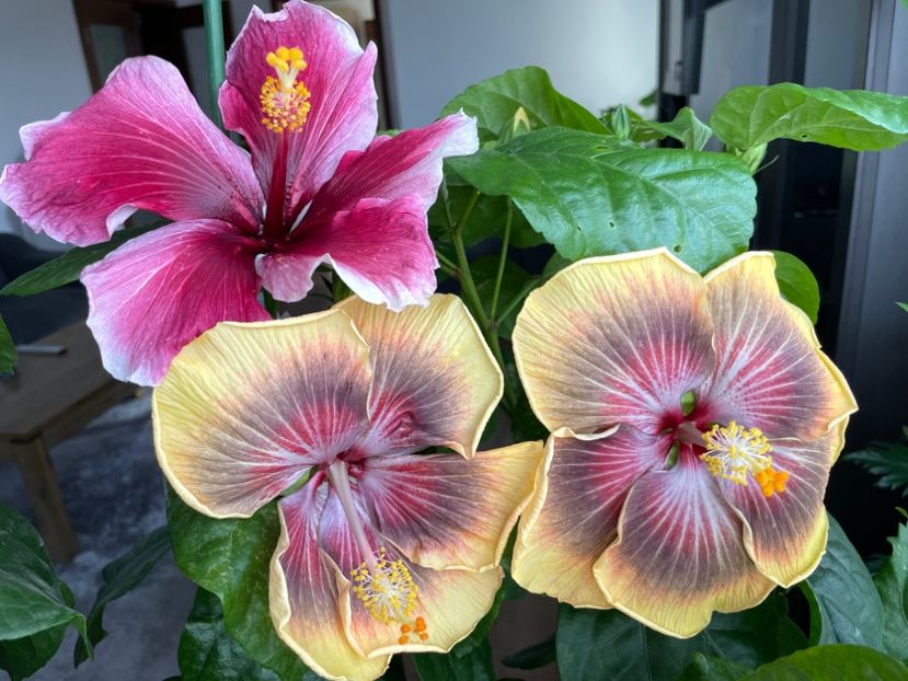  - 001 - Hibiscusi 2023