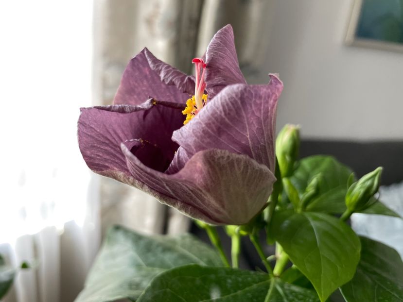  - 001 - Hibiscusi 2023