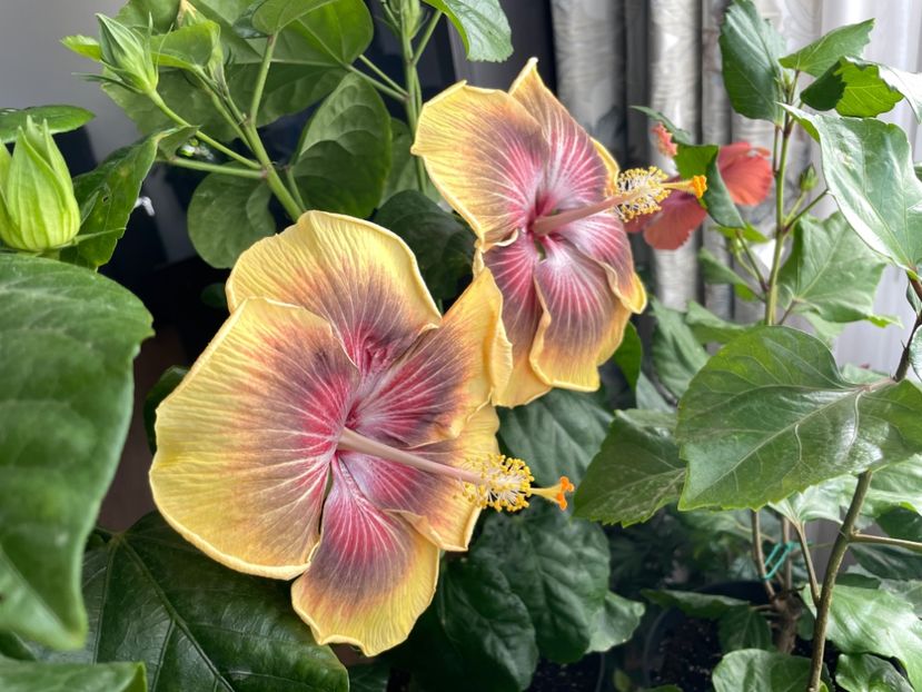  - 001 - Hibiscusi 2023