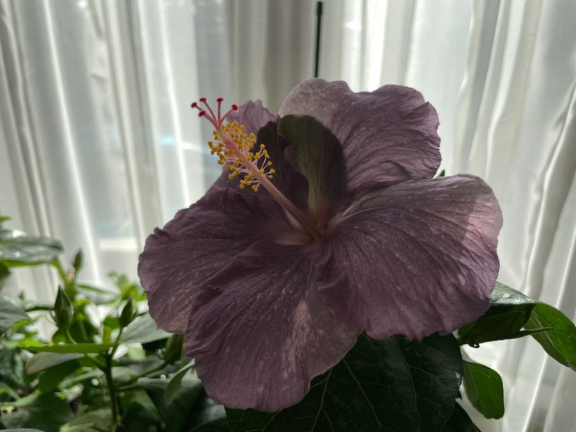  - 001 - Hibiscusi 2023