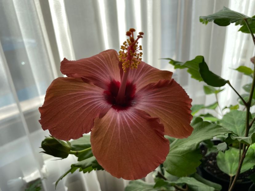  - 001 - Hibiscusi 2023