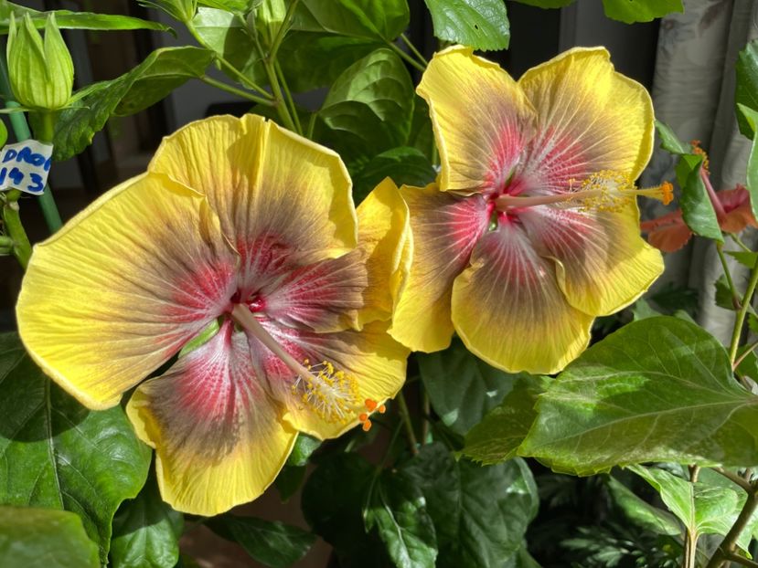  - 001 - Hibiscusi 2023