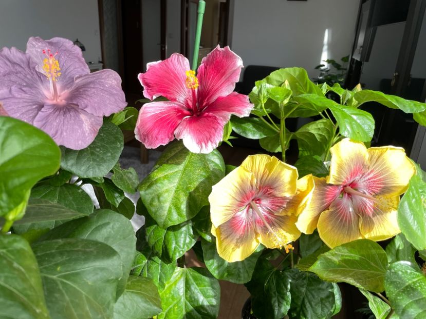  - 001 - Hibiscusi 2023