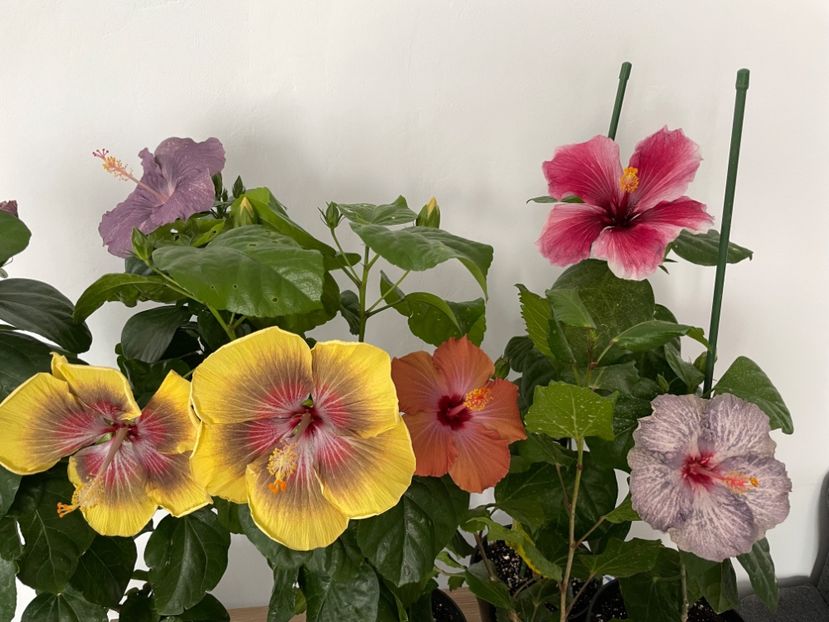  - 001 - Hibiscusi 2023