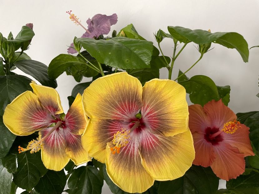  - 001 - Hibiscusi 2023