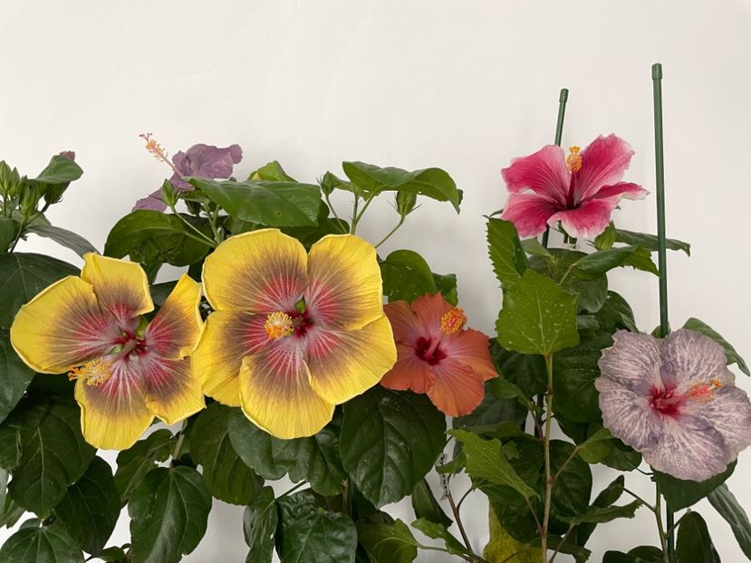  - 001 - Hibiscusi 2023