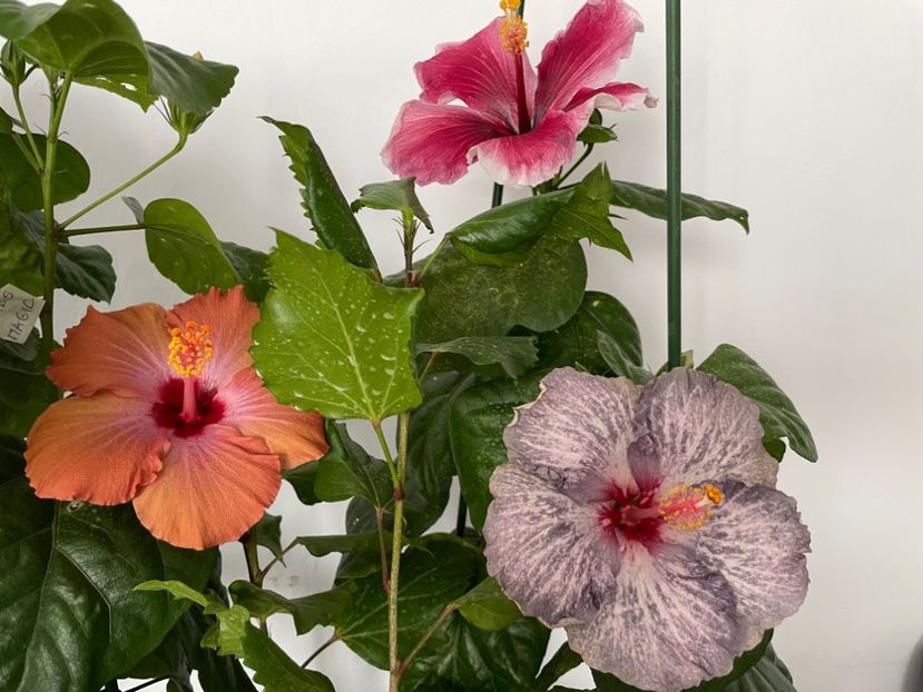  - 001 - Hibiscusi 2023