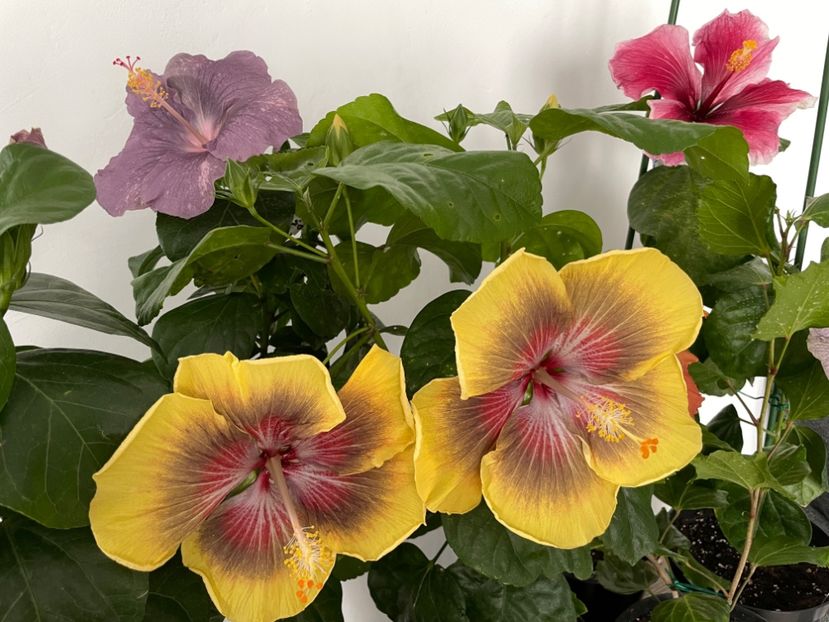  - 001 - Hibiscusi 2023