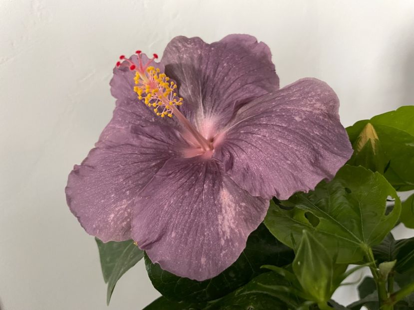  - 001 - Hibiscusi 2023