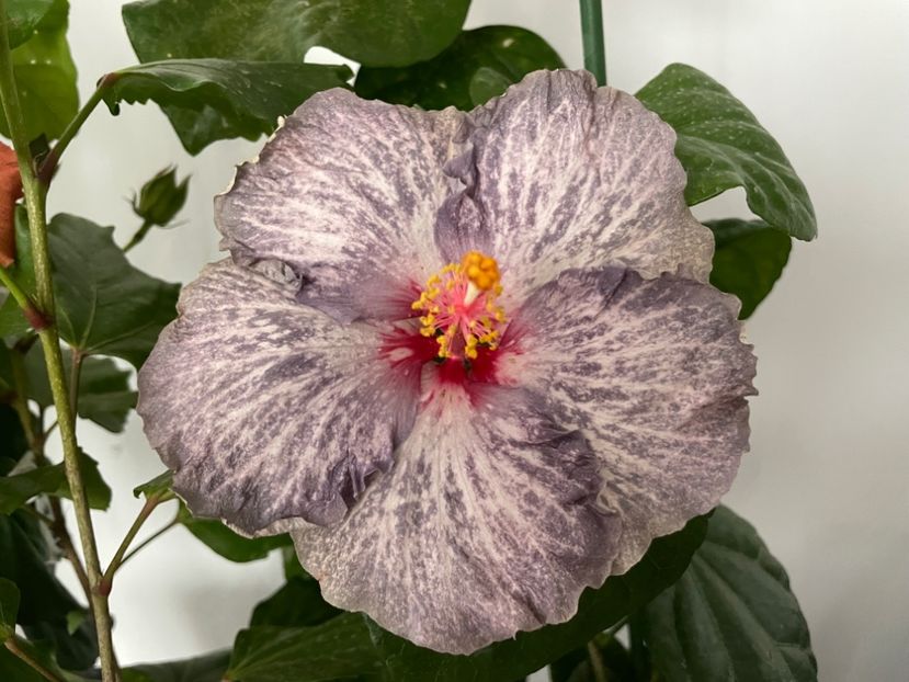  - 001 - Hibiscusi 2023