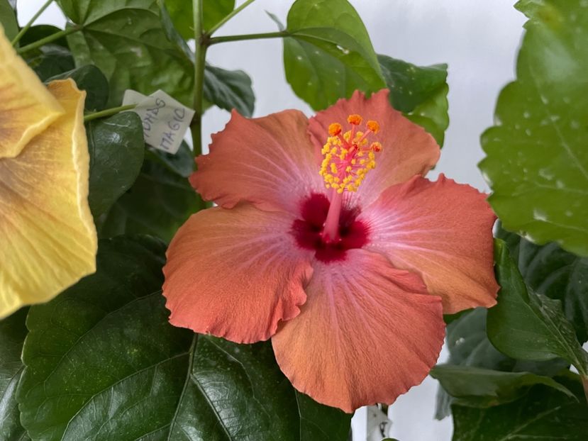  - 001 - Hibiscusi 2023