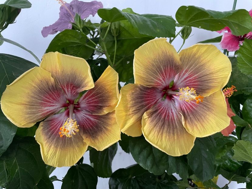  - 001 - Hibiscusi 2023