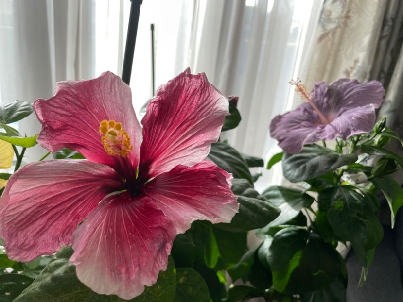  - 001 - Hibiscusi 2023