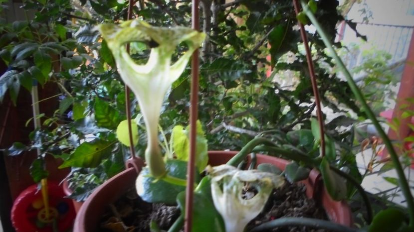 Ceropegia sandersonii,interesanta si delicata - Splendori in gradina